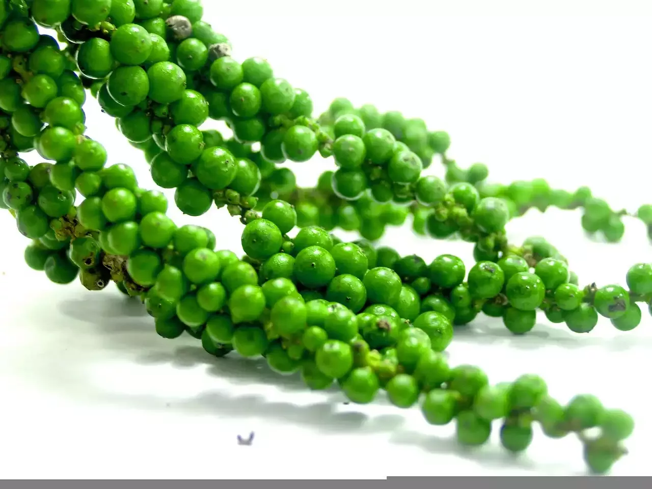 Exploring the Adaptive Immune System