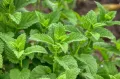 What is an Innate Immune System?