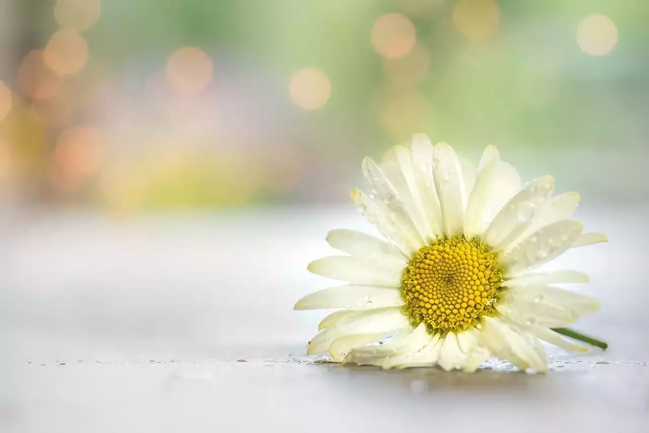 אפקטי צילום - ציור באור