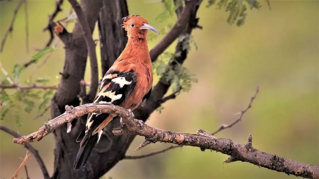 בניית אמבט ציפורים לצפייה בציפורים