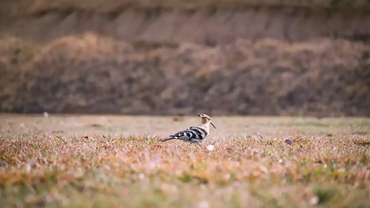 The Rainbow Lorikeet - צפרות