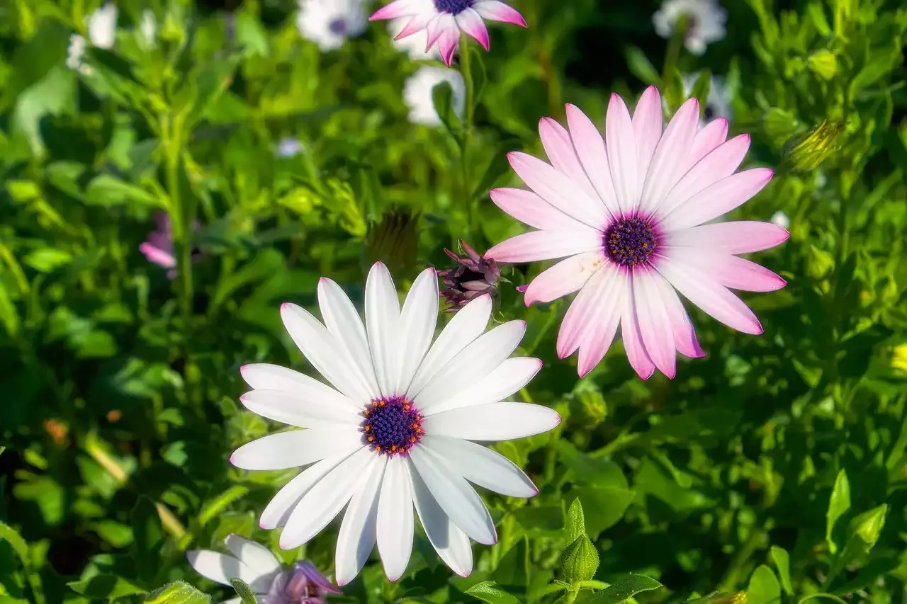 מה קרה ל-The Happy Mondays?‍