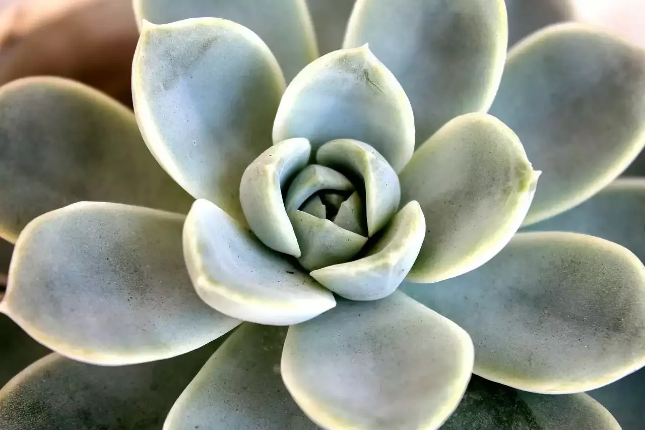 הלהקות והרוק העכשווי הבריטי‍