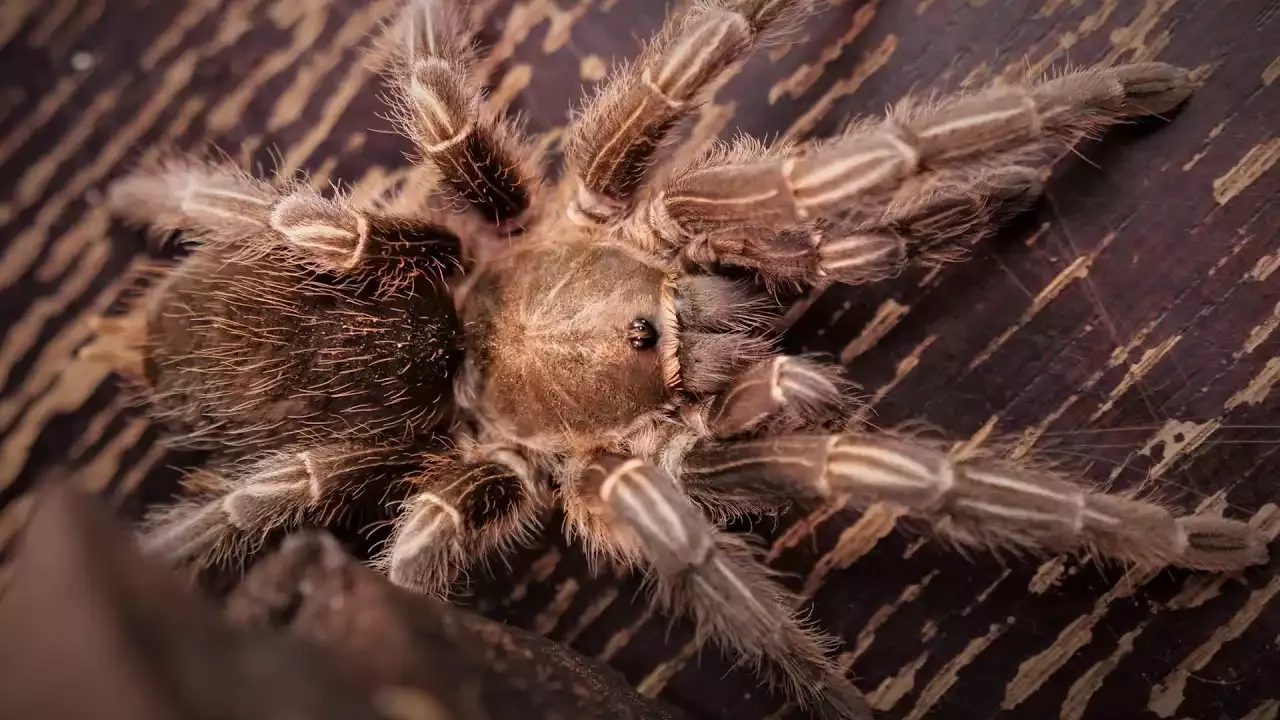 The Costa Rican Zebra Tarantula