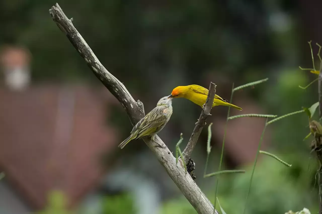 Why Canaries Make Good Pets