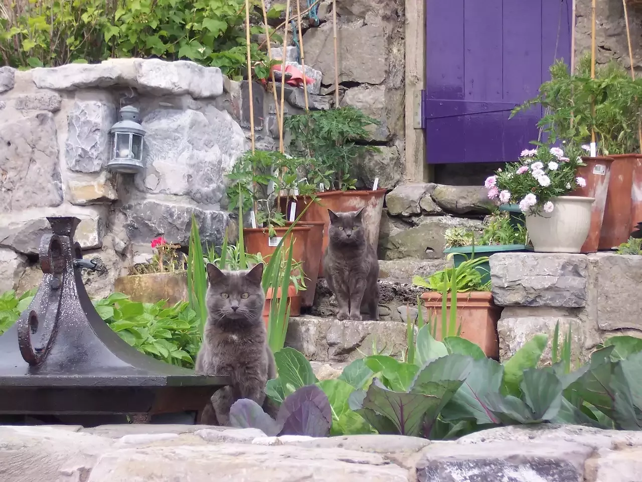 Should You Adopt a Manx Cat?