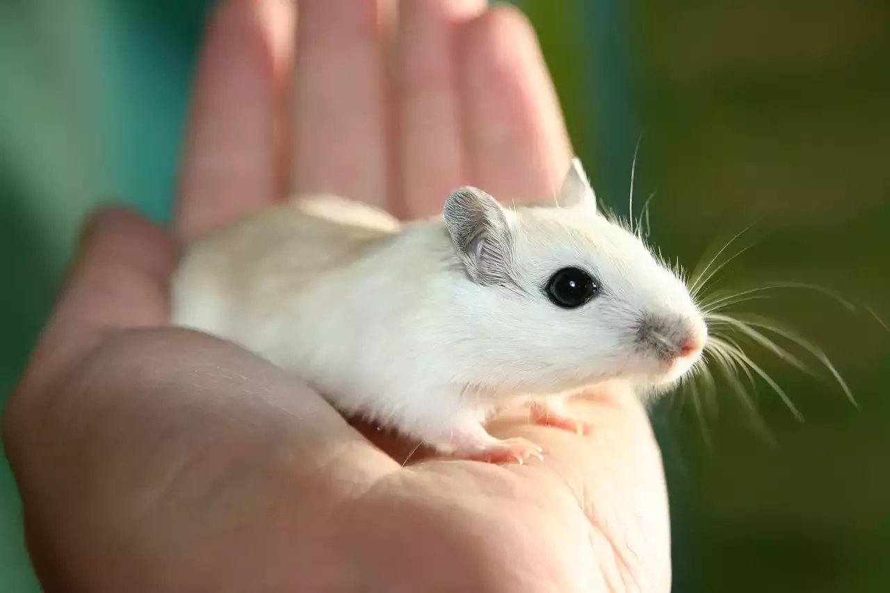 Do Mice Make Good Pets for Children?
