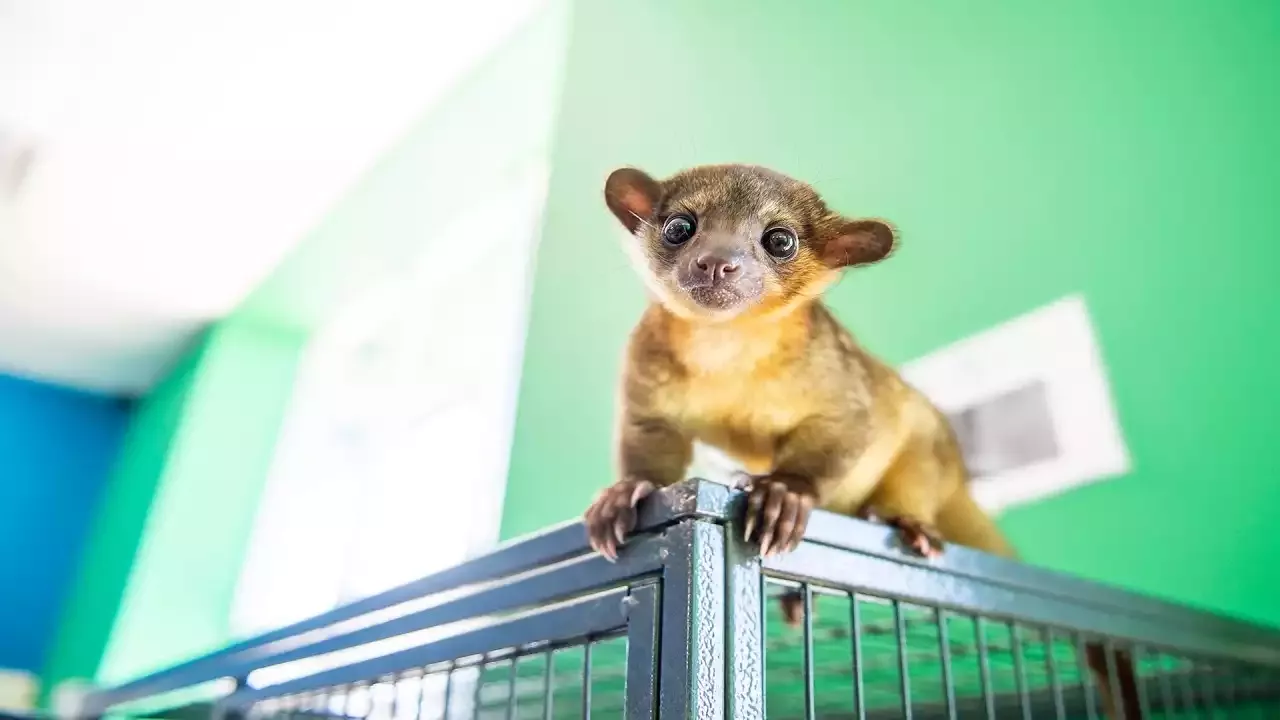 The Challenge of Keeping a Kinkajou