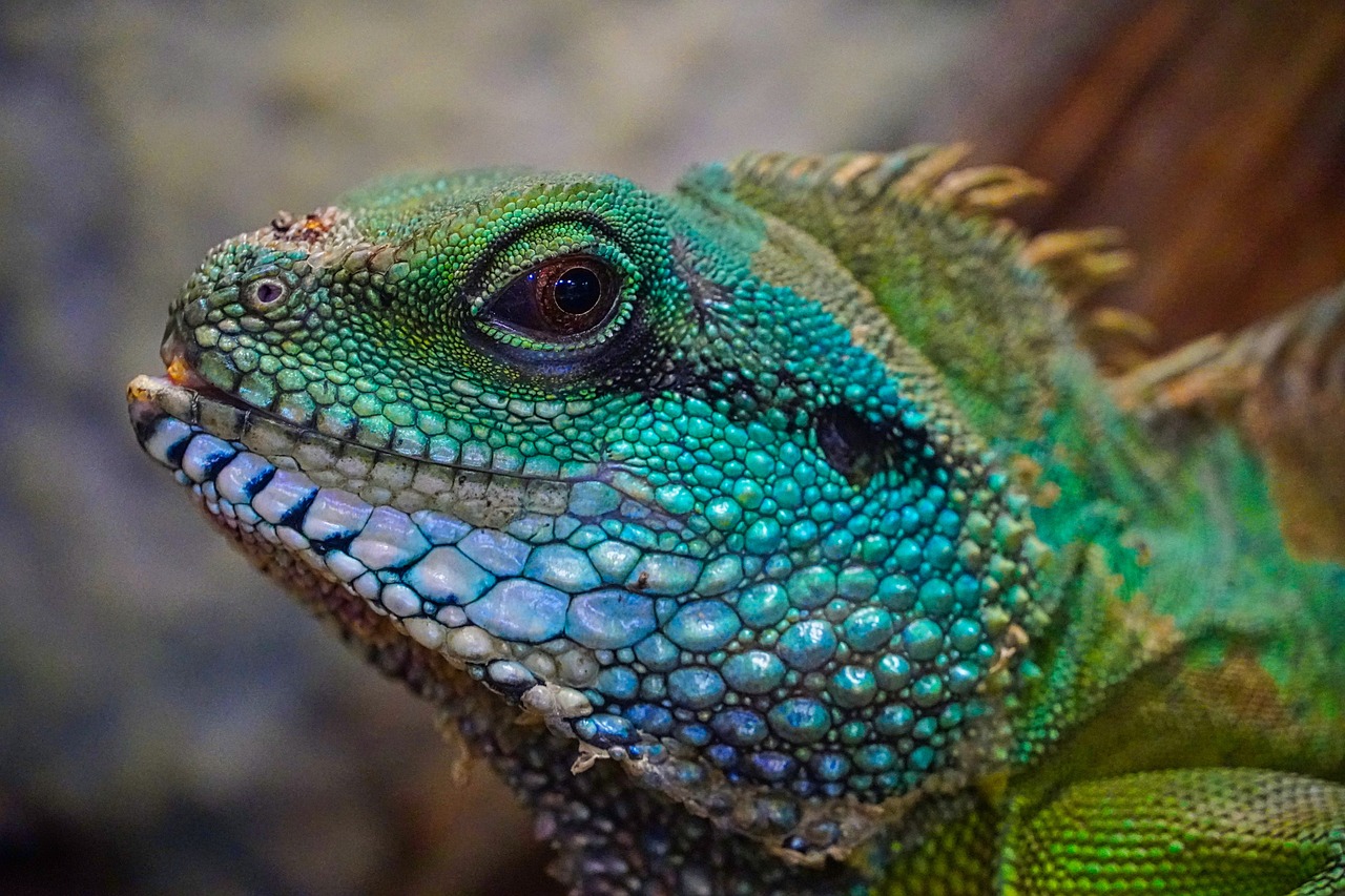 Lizards That Make Great Pets