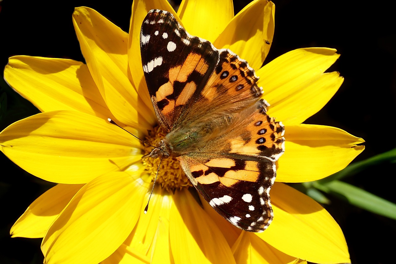 Healthy and Beneficial Plants for Butterflies
